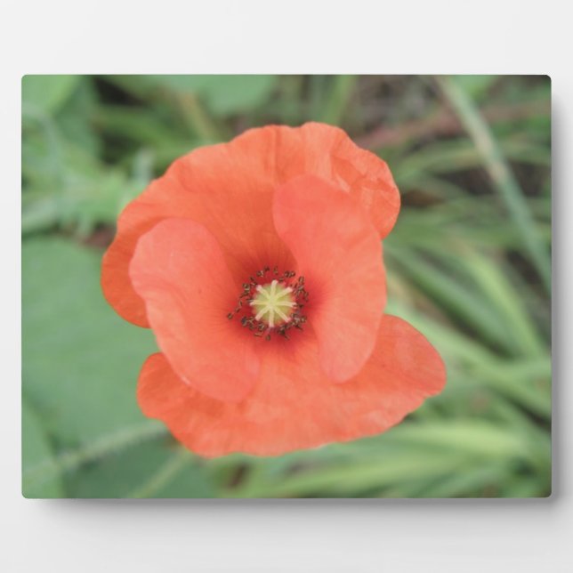 Photo Plaque de fleurs de pavot sauvage (Devant)