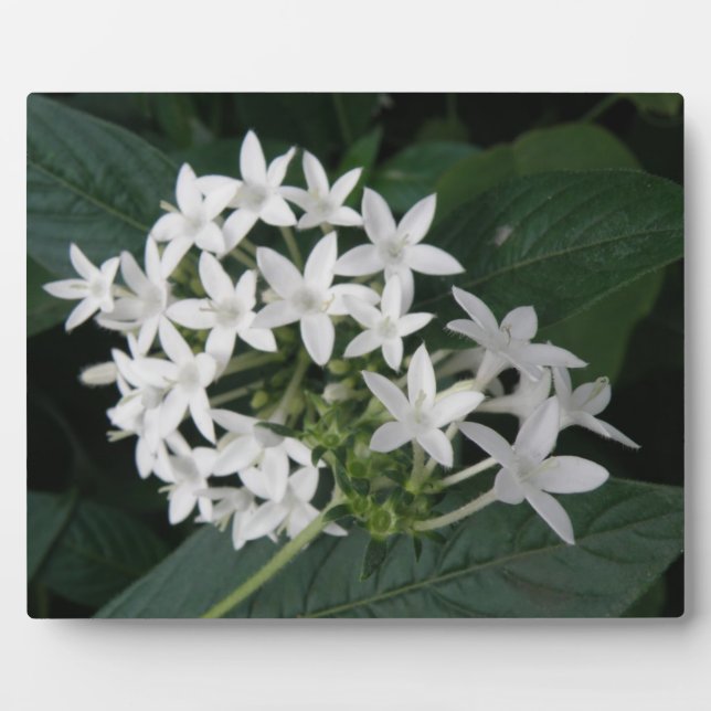 Photo Plaque de fleurs tropicales blanches magnifiques (Devant)