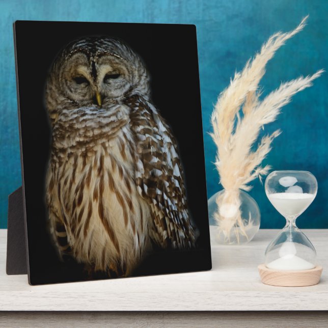 Photo Plaque de hibou endormi (Côté)