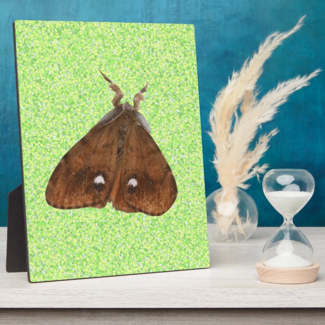 Photo Plaque de la Moth Vapourer (Côté)