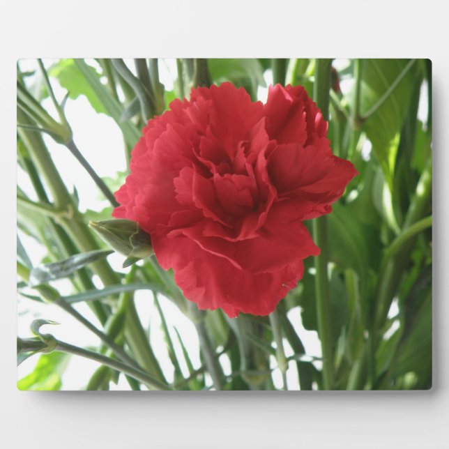 Photo Plaque de la nation rouge (Devant)