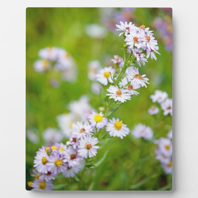 Photo Plaque de ligne de beauté (Devant)