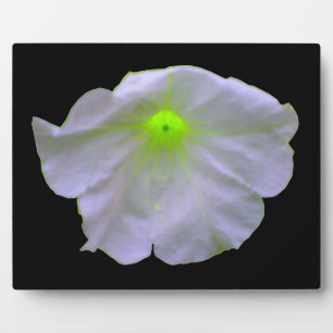 Photo Plaque de lueur verte Petunia