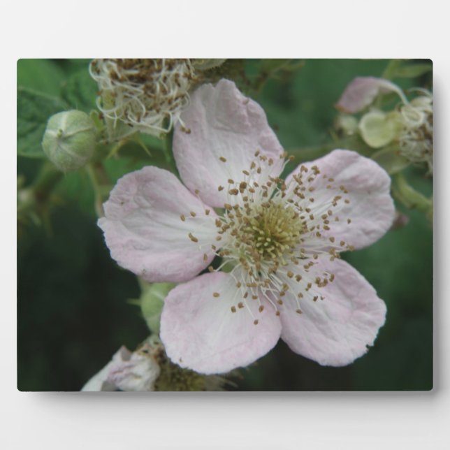 Photo Plaque de macro à fleur de Blackberry (Devant)