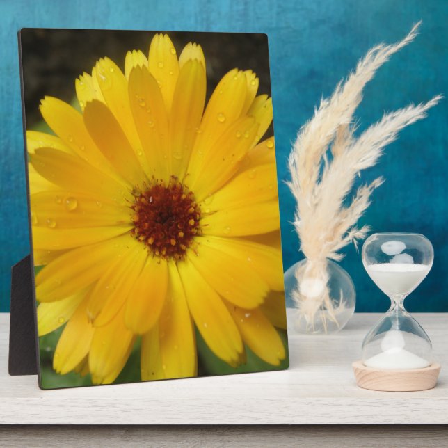 Photo Plaque de macro marigold jaune (Côté)