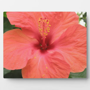 Photo Plaque de macro orange Hibiscus Fleur