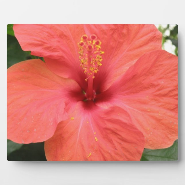 Photo Plaque de macro orange Hibiscus Fleur (Devant)