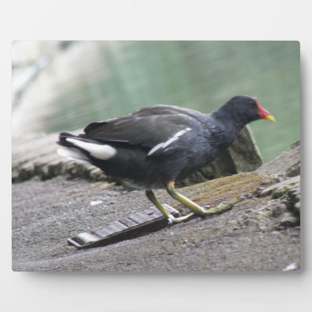 Photo Plaque de Moorhen (Devant)