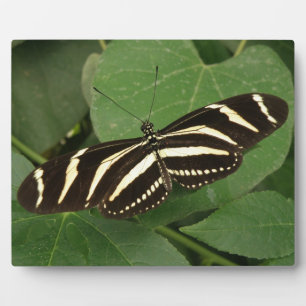Photo Plaque de papillon Zebra Longwing