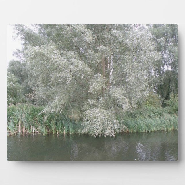 Photo Plaque de paysage de l'arbre blanc et de la rivièr (Devant)