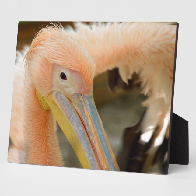 Photo Plaque de Pélican qui vous regarde (Côté)