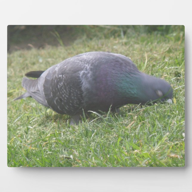 Photo Plaque de pigeon dormant (Devant)