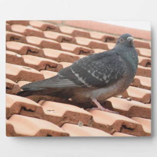 Photo Plaque de pigeon sur le toit