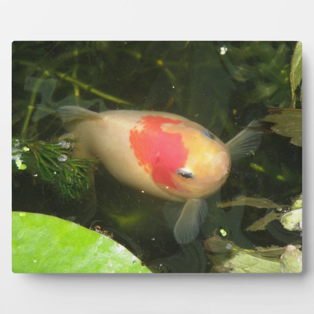 Photo Plaque de poisson d'or (Devant)