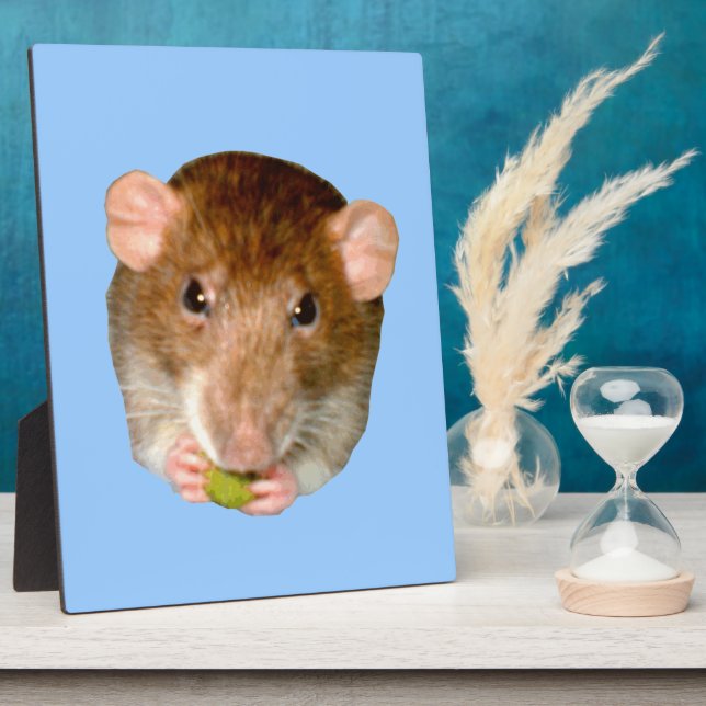 Photo Plaque de Rat Affamé (Côté)