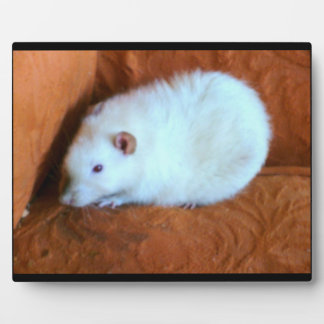 Photo Plaque de rat blanc de boule de neige