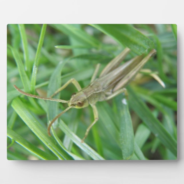Photo Plaque de sauterelles (Devant)