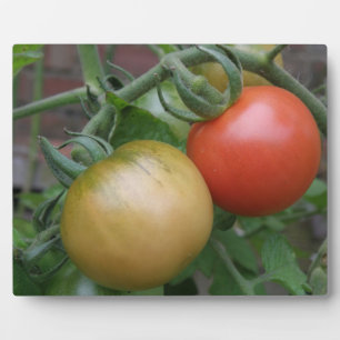Photo Plaque de tomates orange et rouge