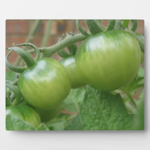 Photo Plaque de tomates vertes