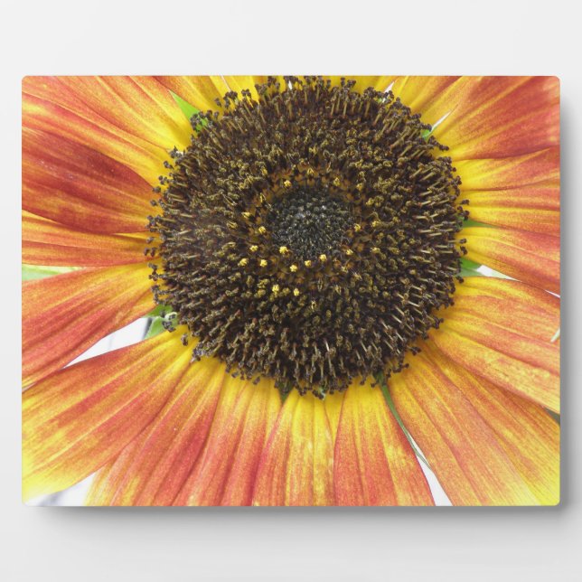 Photo Plaque de tournesol orange (Devant)
