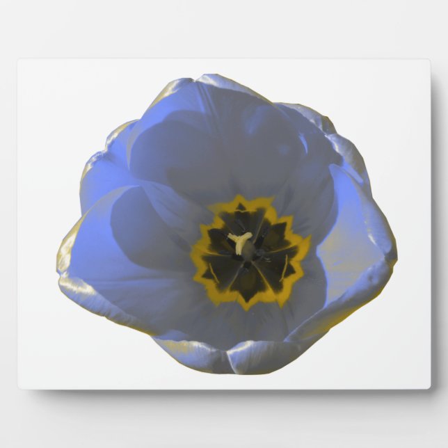 Photo Plaque de tulipe bleue et jaune (Devant)