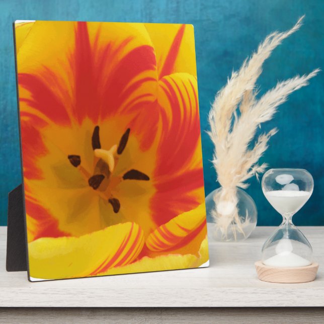Photo Plaque de tulipe fière (Côté)