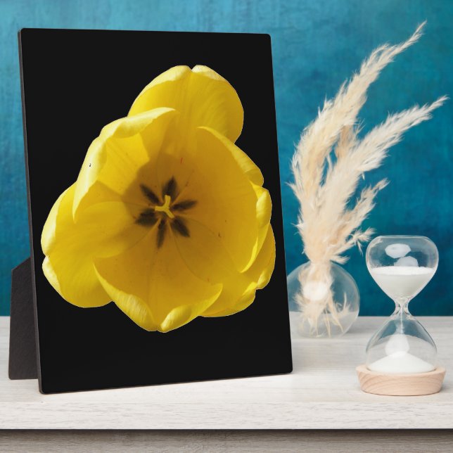 Photo Plaque de tulipe jaune (Côté)