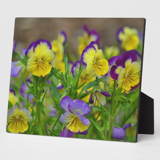 Photo Plaque de viola gaie (Côté)