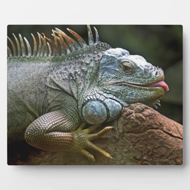 Photo Plaque d'Iguana (Devant)