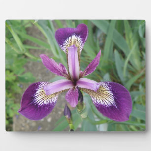 Photo Plaque d'iris violet