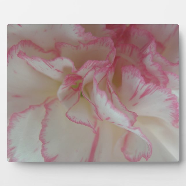 Photo Plaque d'oeillet blanche et rose (Devant)