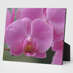 Photo Plaque d'orchidée rose