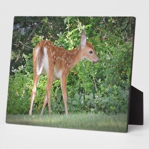 Photo Plaque Faune