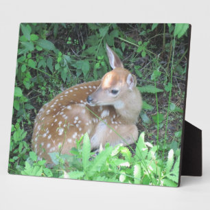 Photo Plaque Faune