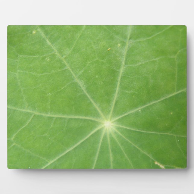 Photo Plaque feuille de Nasturtium (Devant)