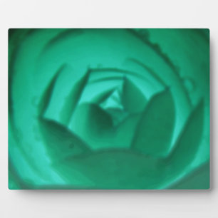 Photo Plaque hypnotique Camellia