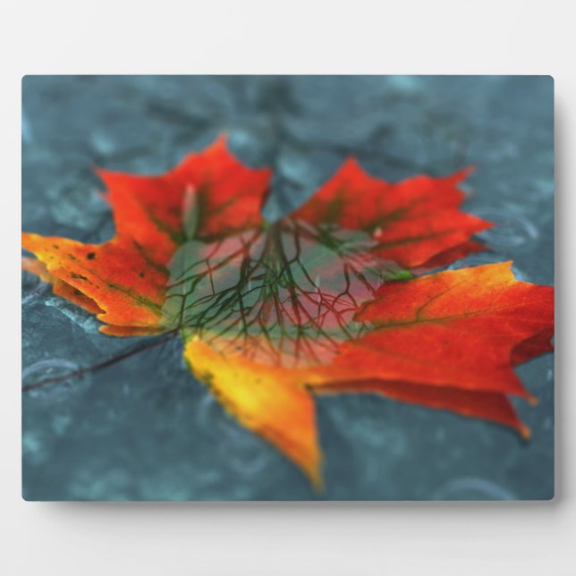 Photo Plaque image rétroréflexion (Devant)