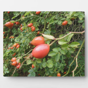 Photo Plaque Juicy Red Rose Hips
