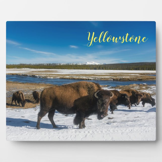 Photo Plaque Photo-Buffles de Yellowstone (Devant)