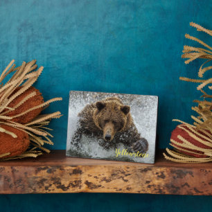 Photo Plaque Photo-Plaque de l'ours de Yellowstone