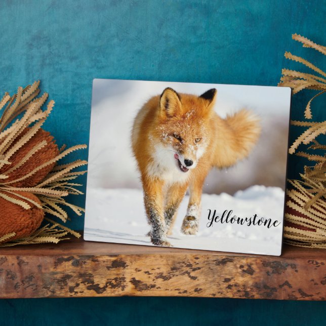 Photo Plaque photo-Yellowstone Red Fox Plaque (Côté)