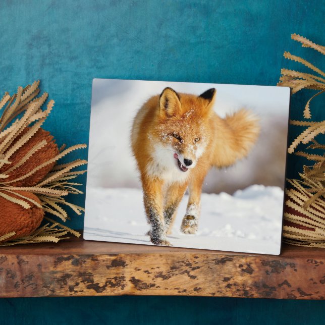 Photo Plaque photo-Yellowstone Red Fox Plaque (Côté)