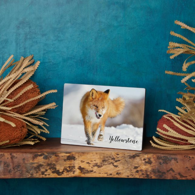 Photo Plaque photo-Yellowstone Red Fox Plaque (Côté)
