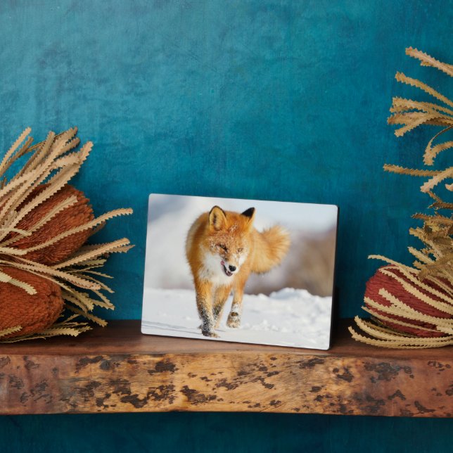 Photo Plaque photo-Yellowstone Red Fox Plaque (Côté)