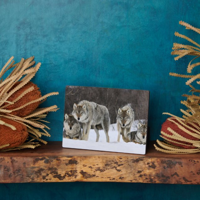 Photo Plaque photo-Yellowstone Wolves Plaque (Côté)