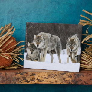 Photo Plaque photo-Yellowstone Wolves Plaque