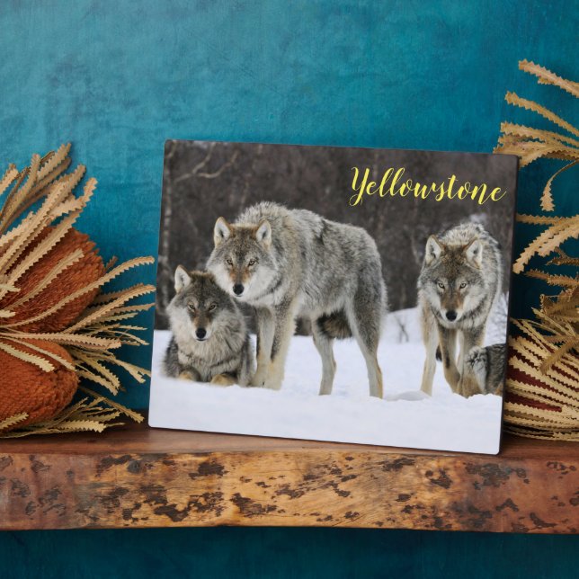 Photo Plaque photo-Yellowstone Wolves Plaque (Côté)