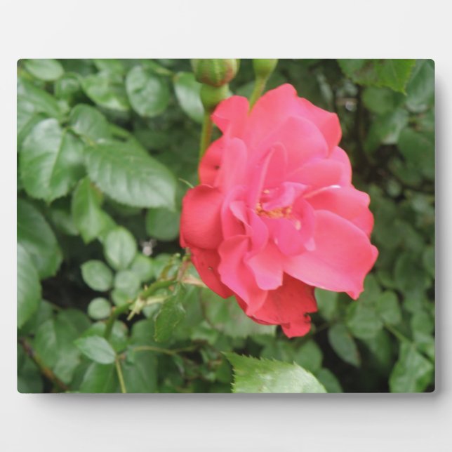Photo Plaque Rose sauvage (Devant)