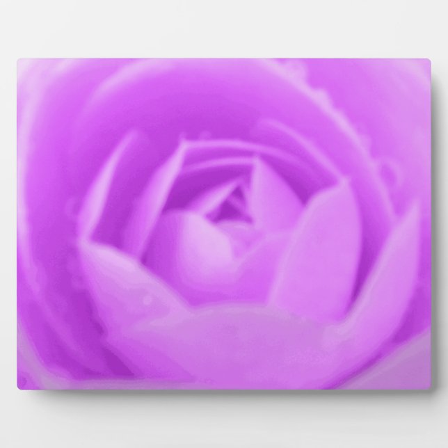 Photo Plaque violette de Camellia (Devant)