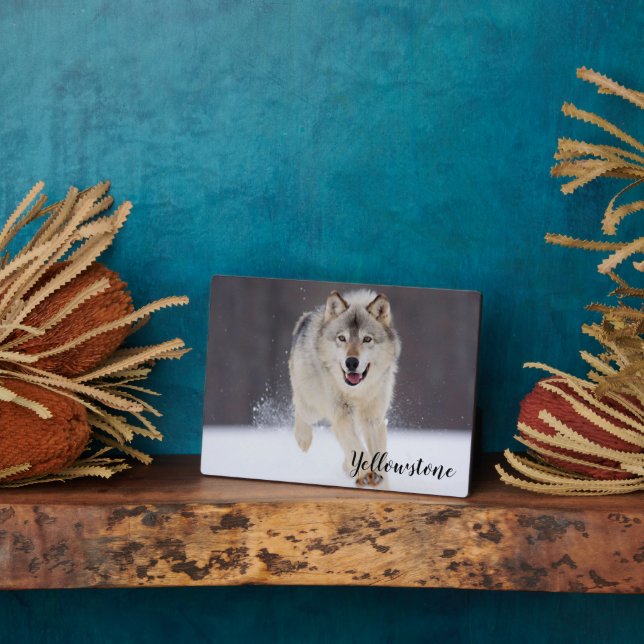 Photo Plaque-Yellowstone Wolf Plaque (Côté)